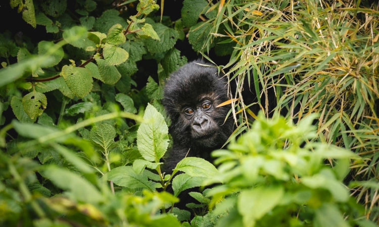 2-Day Bwindi from Kigali