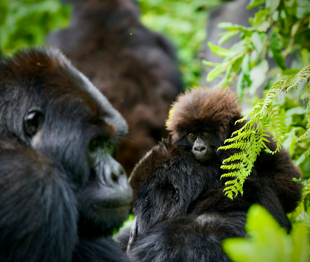 3-Day Luxury Rwanda Helicopter Tour Highlights
