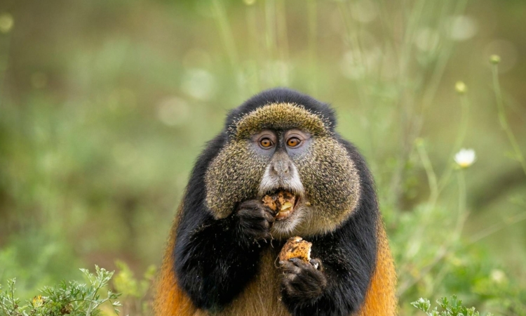 3-Day Rwanda Gorilla Trek & Monkeys