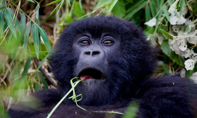 4-Day Double Gorilla Trekking Rwanda