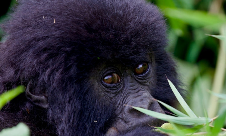 4-Day Rwanda Gorillas, Monkeys & Fossey