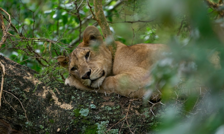 5-Day Bwindi & Queen