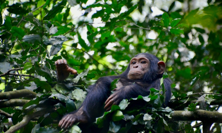 5-Day PNV & Nyungwe