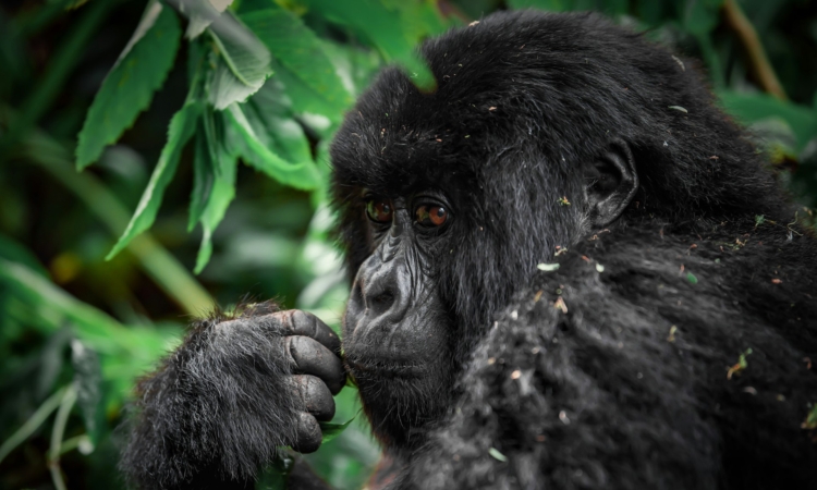 5-Day Uganda Rwanda Gorillas