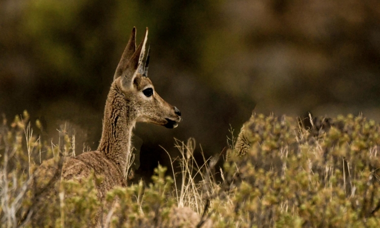 6-Day Bwindi & Serengeti