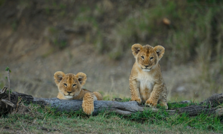 6-Day PNV & Masai Mara