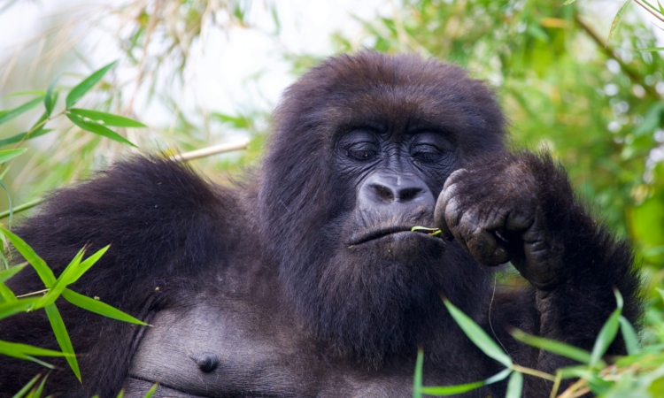 7-Day Rwanda Safari