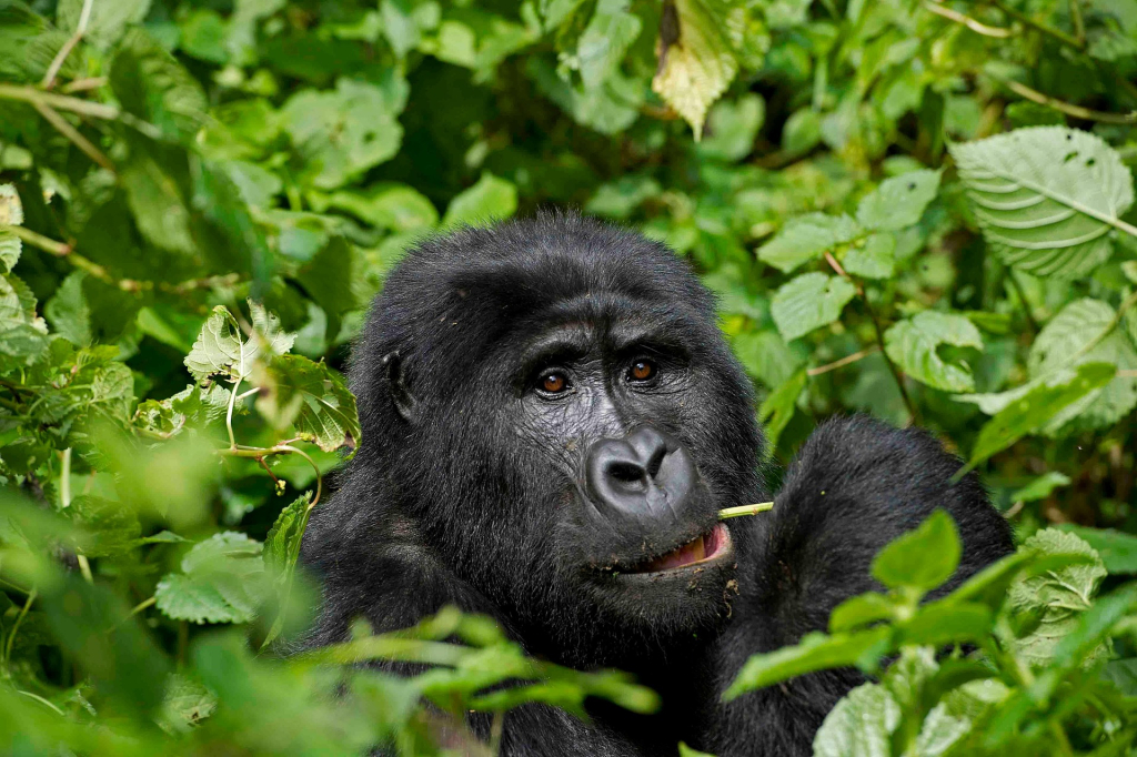 Best Gorilla Trekking Sector in Uganda for First-Time Visitors