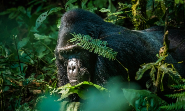 Best months for gorilla sightings