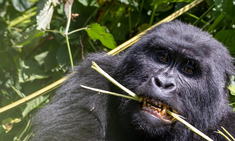 Best region in Uganda for beginners