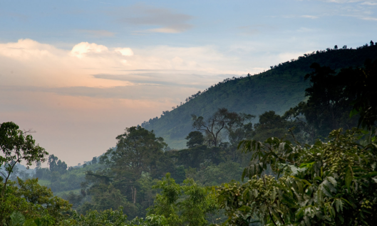 Bwindi Impenetrable National Park - Gorilla Trekking & Tour Guide