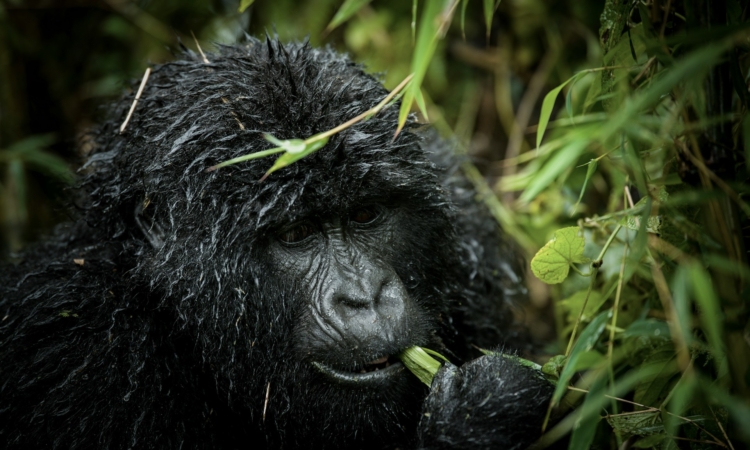 Bwindi vs Volcanoes comparison
