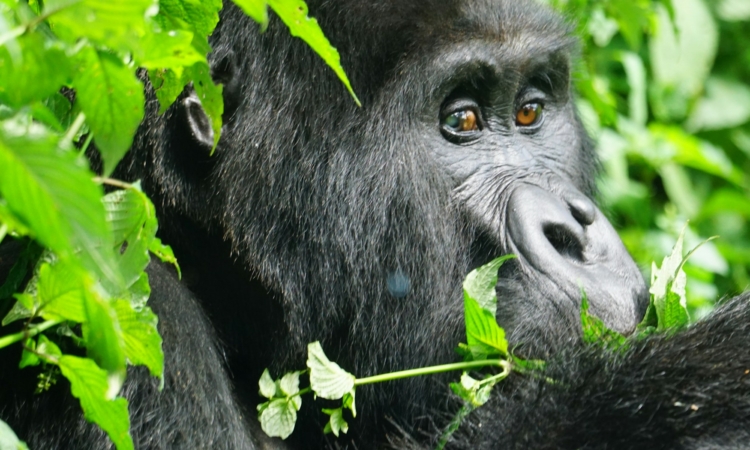 Gorilla Trekking in Buhoma - Bwindi’s Easiest & Most Popular Sector