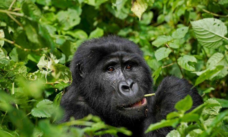 Gorilla Trekking in June - Best Dry Season Safari in Uganda & Rwanda