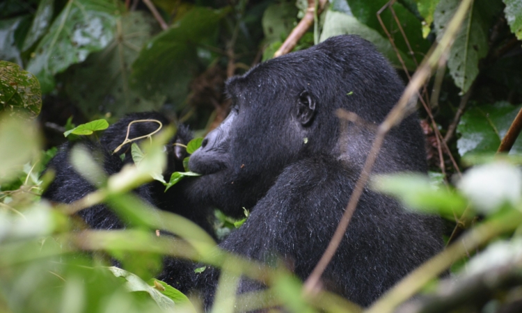 Gorilla Trekking in Rushaga - Bwindi’s Lively Southern Sector