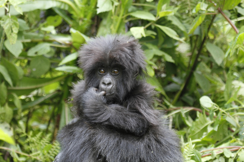 Gorilla Trekking on Christmas Day - A Unique Festive Experience