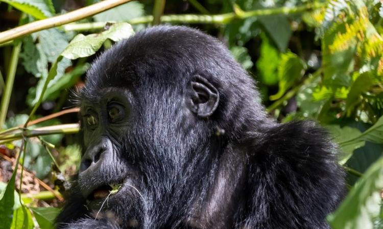 Gorilla Trekking on Christmas Day - A Unique Festive Experience
