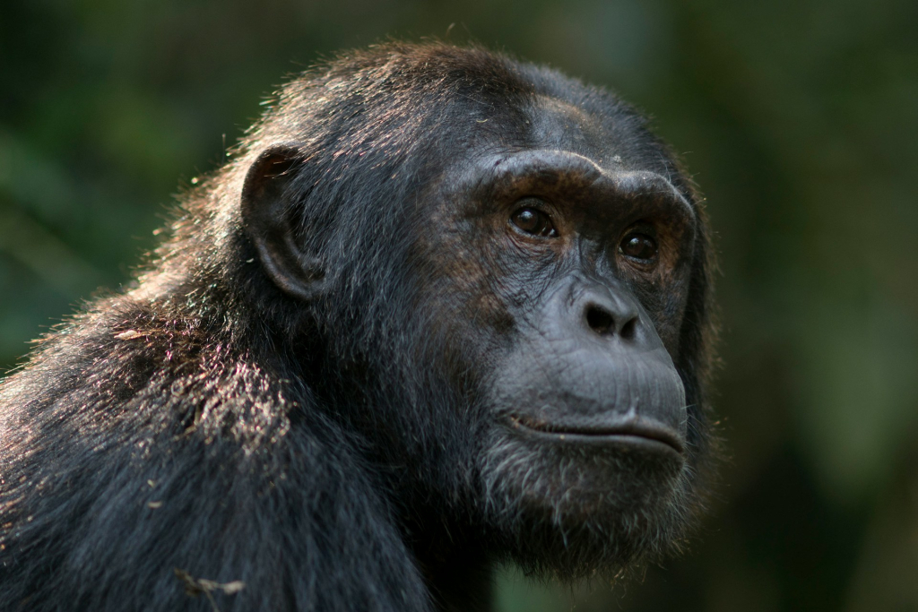 Gorilla Trekking vs. Chimpanzee Trekking - Which to Choose