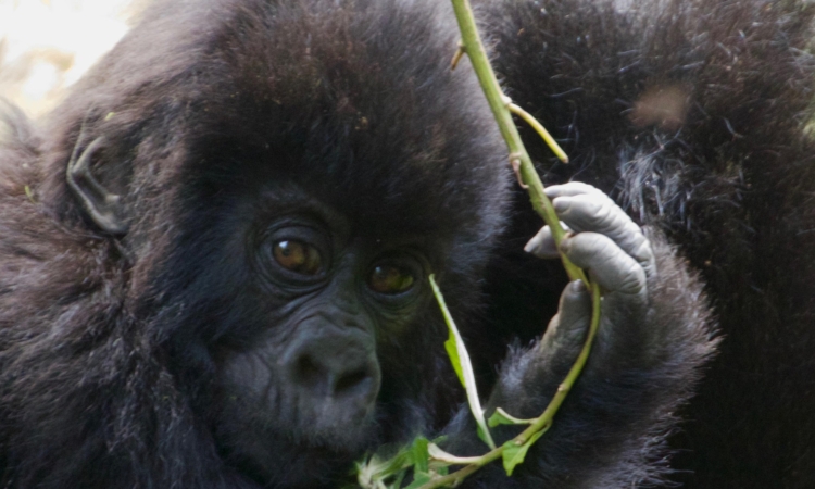 Gorilla habituation trek experience review