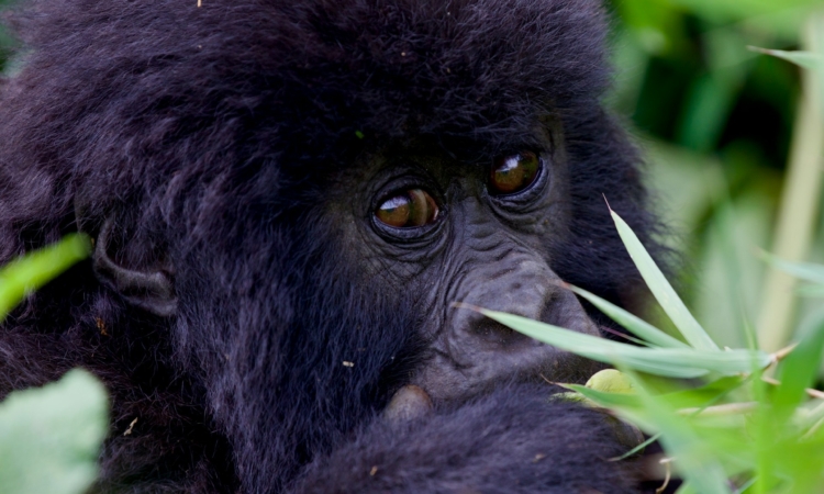 Gorilla trekking for families vs honeymooners