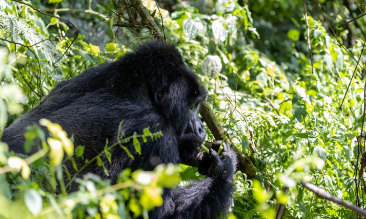 Gorilla trekking with kids - what to know