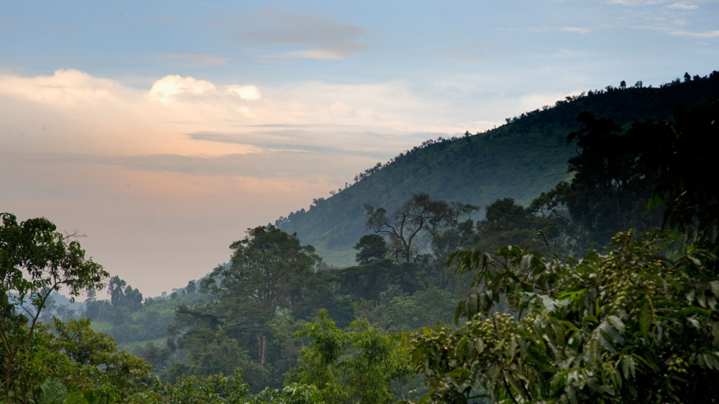 How to Get to Bwindi Impenetrable National Park from Entebbe
