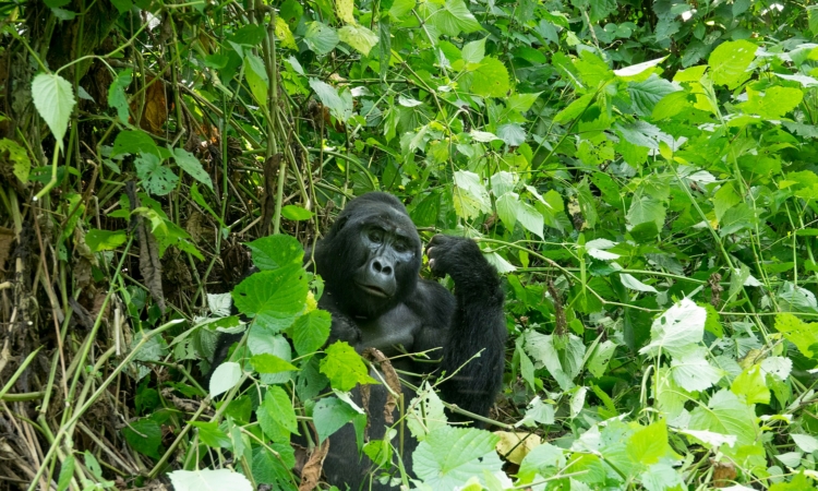 How to Check Gorilla Permit Availability