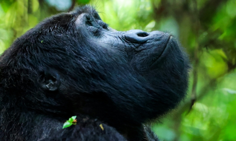 How to get a gorilla permit in Rwanda