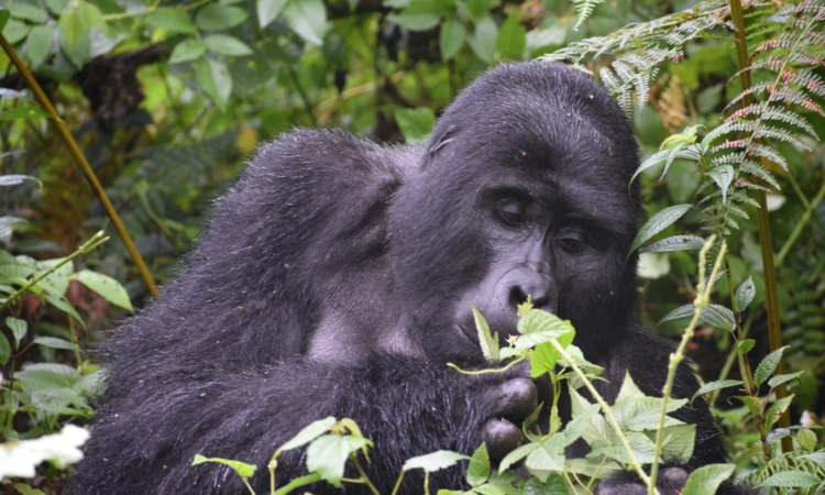 Mgahinga Gorilla National Park - Gorilla Trekking & Activities Guide