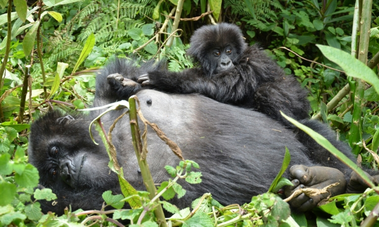 Nkuringo Gorilla Trekking Guide - Explore Southern Bwindi