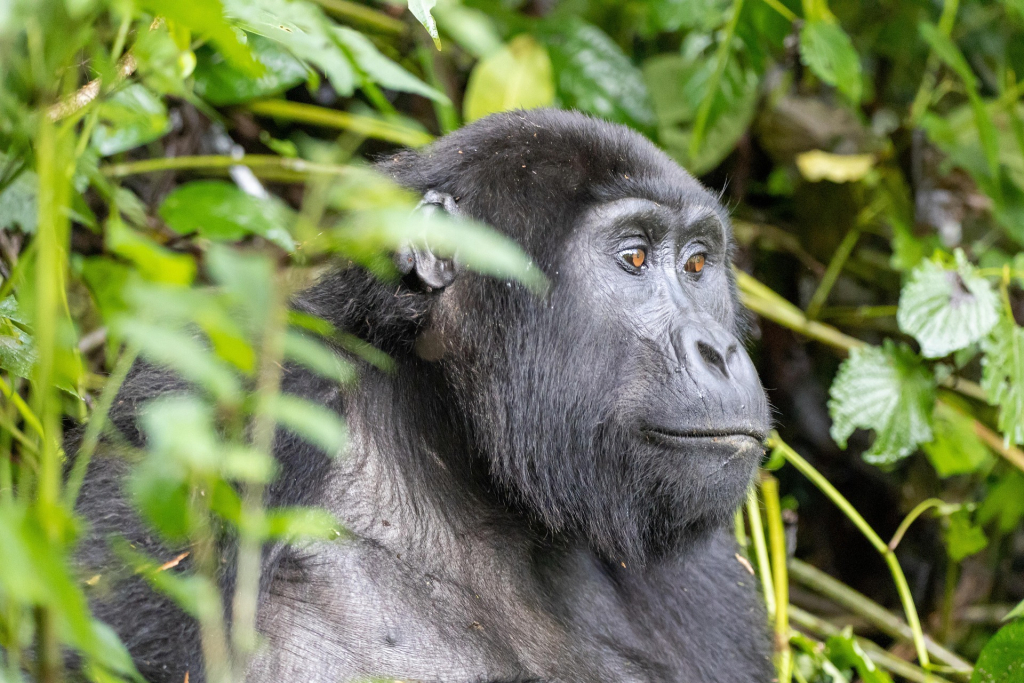Short vs. Long Gorilla Safaris