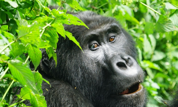 Volcanoes National Park Rwanda - Gorilla Trekking & Activities Guide
