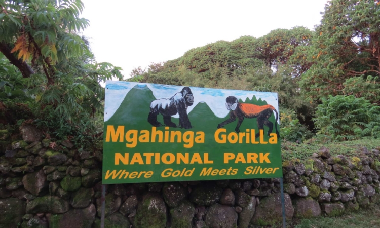 Volcanoes trekking vs Mgahinga