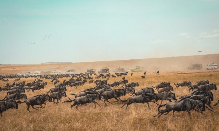 10-Day Safari - Migration, Big Five & Gorillas in East Africa
