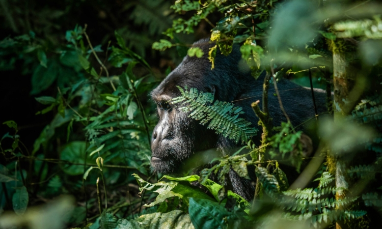 3-Day Luxury Gorilla Tour in Bwindi, Uganda