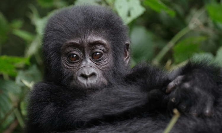 3-Day Uganda Gorilla Habituation Tour in Bwindi
