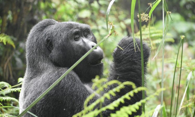 3 Days Rwanda Gorilla Tour in Volcanoes National Park