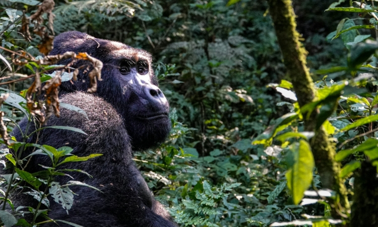 Affordable 3-Day Gorilla Tour in Bwindi, Uganda