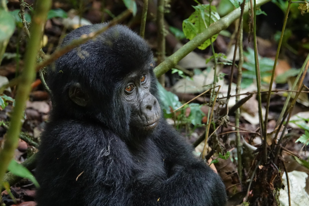Affordable 3-Day Uganda Gorilla Tour Highlights