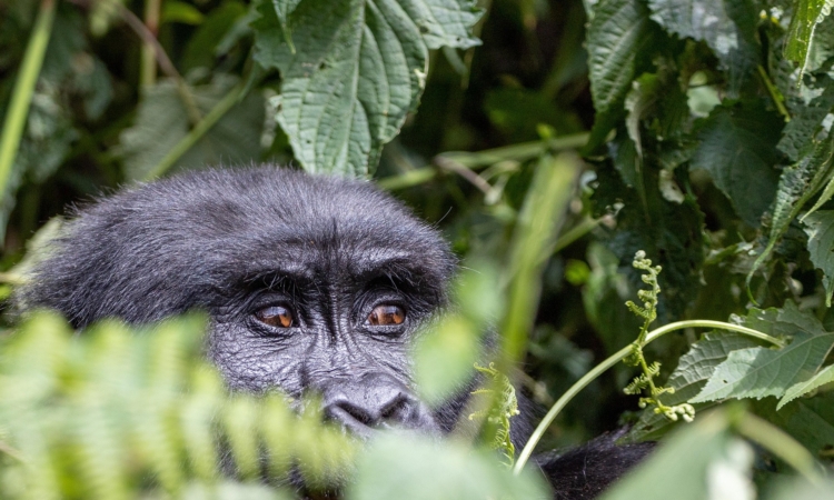 Congo gorilla permits