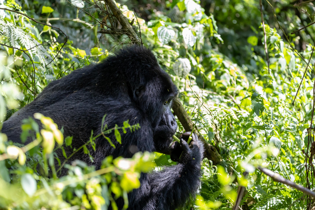 Description of Mountain Gorillas