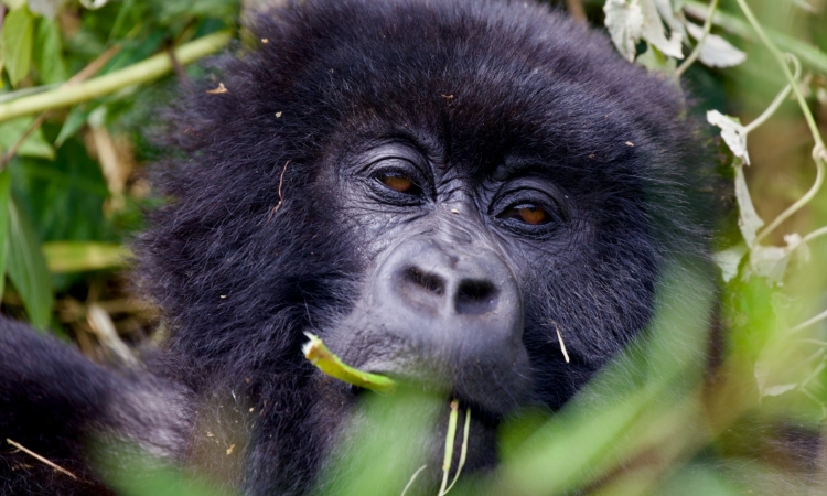 How do gorillas adapt to the environment