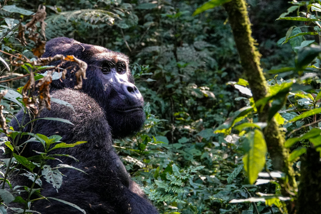 Mountain Gorilla Reproduction & Mating