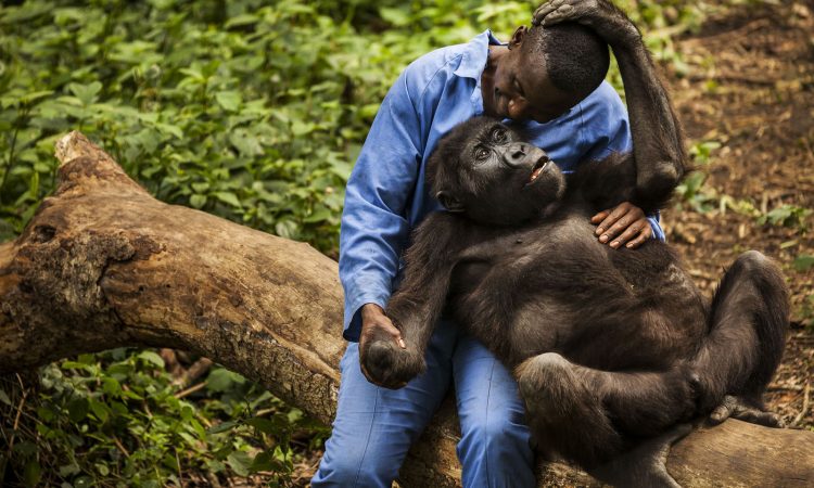Mountain Gorilla Sanctuary - Senkwekwe Center