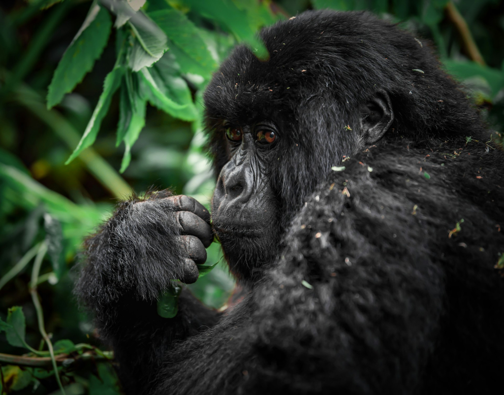 Mountain Gorillas