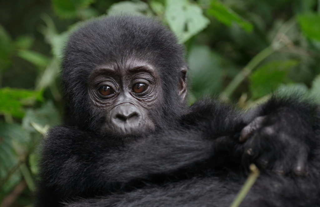 Roles of Mountain Gorillas in the Ecosystem