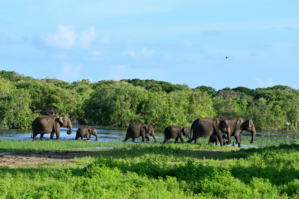 Wildlife in Virunga National Park