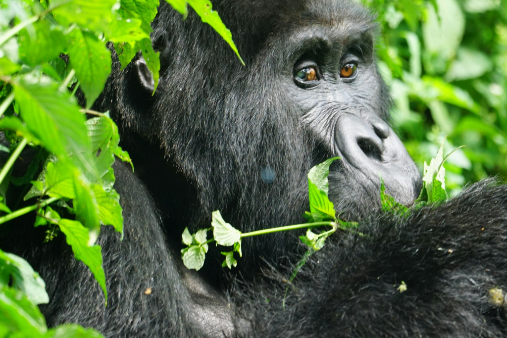 Private Gorilla Trekking in Rwanda
