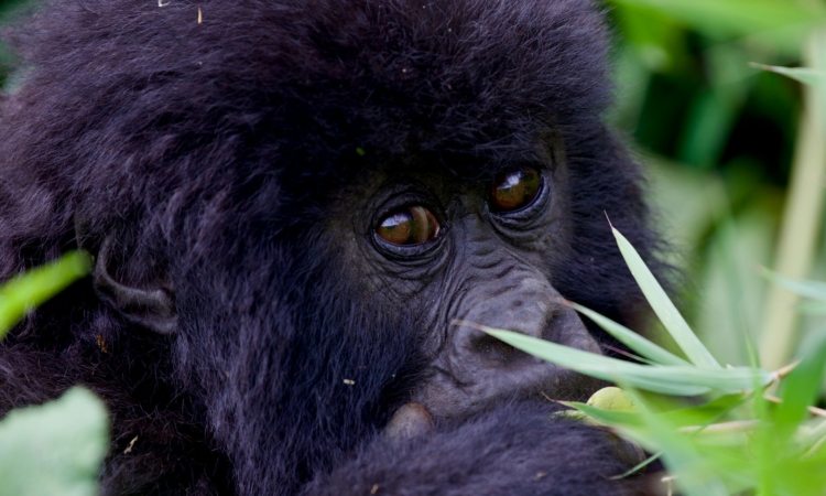 Private Gorilla Trekking in Rwanda - A Luxury Wildlife Experience