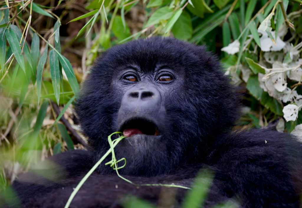 Gorilla Trekking in Rwanda